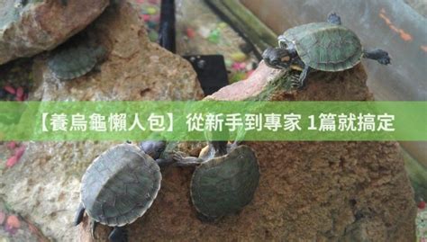 烏龜缸大小|【養烏龜懶人包】：從新手到專家，1篇就搞定